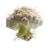 Lion’s Mane